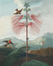 Pianta sensibile a grandi fiori (conflitto di casi) - Robert John Thornton — vista dell’opera