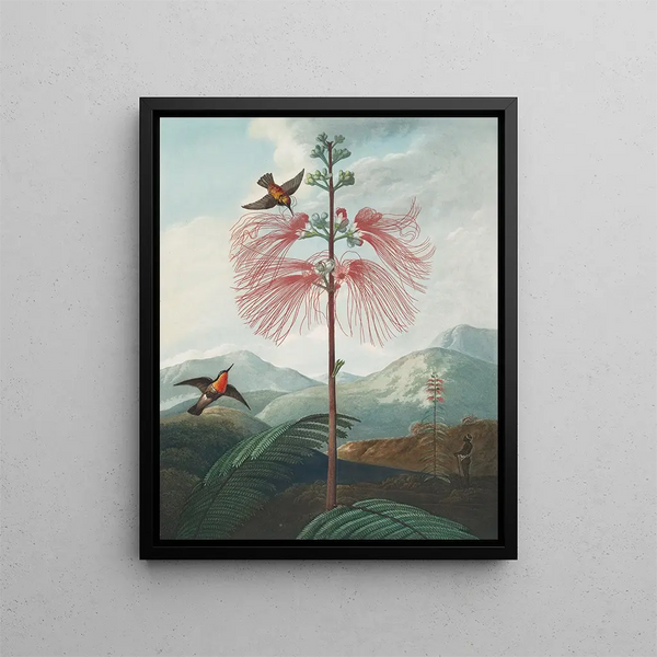 Pianta sensibile a grandi fiori (conflitto di casi) - Robert John Thornton — quadro incorniciato alla parete