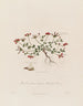 Lotus corniculatus ou trèfle des oiseaux - Robert John Thornton — vista dell’opera