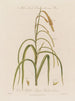 Fiori maschi e femmine sulla stessa pianta Carex pendula o carex pendule - Robert John Thornton — vista dell’opera