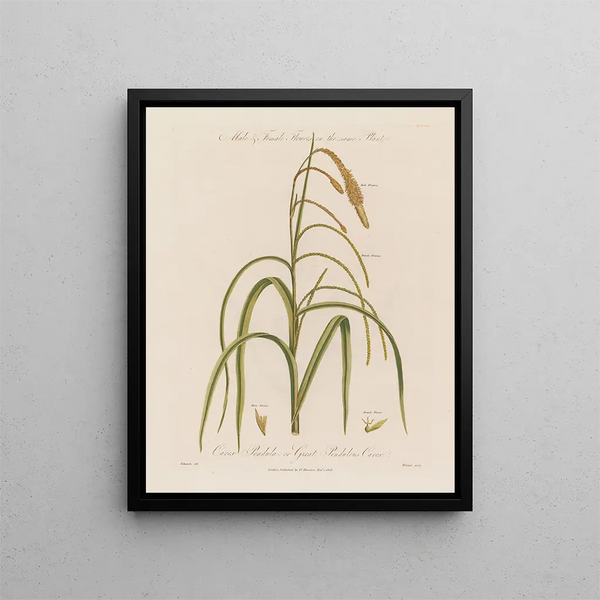Fiori maschi e femmine sulla stessa pianta Carex pendula o carex pendule - Robert John Thornton — quadro incorniciato alla parete