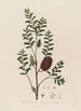Melaleuca ericifolia ou Mélaleuca à feuilles de bruyère - Robert John Thornton — vista dell’opera