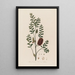 Melaleuca ericifolia ou Mélaleuca à feuilles de bruyère - Robert John Thornton — quadro incorniciato alla parete