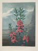 Kalmia a foglie strette - Robert John Thornton — vista dell’opera