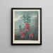 Kalmia a foglie strette - Robert John Thornton — quadro incorniciato alla parete