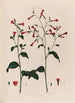 Nicotiana Tabac - Robert John Thornton — vista dell’opera