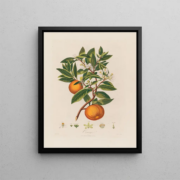 Arancione - Robert John Thornton — quadro incorniciato alla parete