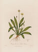 Plantago lanceolata ou Plantain lancéolé - Robert John Thornton — vista dell’opera