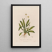 Plantago lanceolata ou Plantain lancéolé - Robert John Thornton — quadro incorniciato alla parete