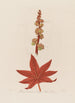 Ricinus communis ou Palma Christi commun - Robert John Thornton — vista dell’opera