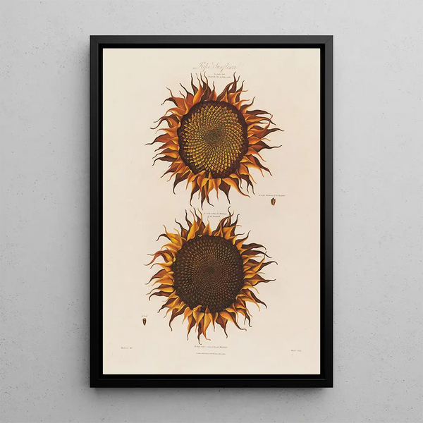 Tournesol mûr - Robert John Thornton — quadro incorniciato alla parete