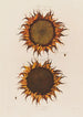 Tournesol mûr - Robert John Thornton — vista dell’opera