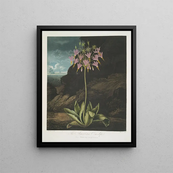 Robert John Thornton - The American Cowslip.webp