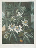 La Fleur de la passion bleue - Robert John Thornton — vista dell’opera