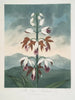 Le Limodoron de Chine - Robert John Thornton — vista dell’opera