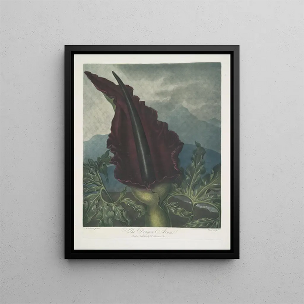 Le Dragon arum - Robert John Thornton — quadro incorniciato alla parete