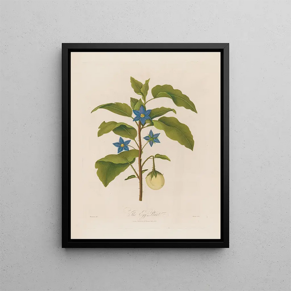 L'Aubergine - Robert John Thornton — quadro incorniciato alla parete