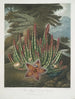 Le Stapelia porteur d'asticots - Robert John Thornton — vista dell’opera
