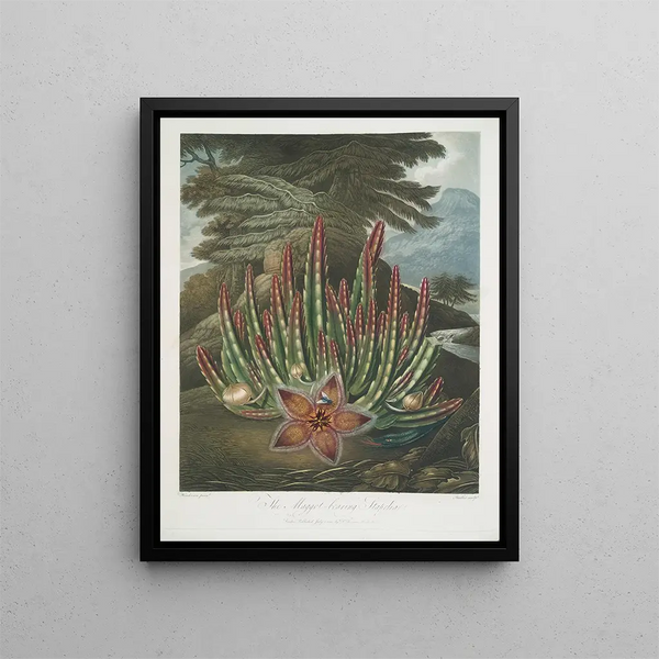 Le Stapelia porteur d'asticots - Robert John Thornton — quadro incorniciato alla parete