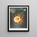 Le Cereus qui souffle la nuit - Robert John Thornton — quadro incorniciato alla parete