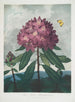 Le Rhododendron pontique - Robert John Thornton — vista dell’opera