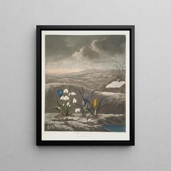 Le Perce-neige - Robert John Thornton — quadro incorniciato alla parete
