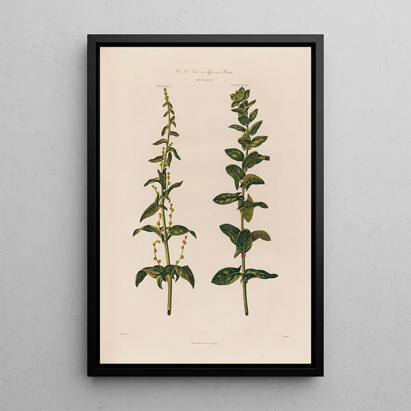 Les deux sexes sur des plantes différentes Épinard - Robert John Thornton — quadro incorniciato alla parete