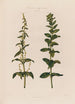 Les deux sexes sur des plantes différentes Épinard - Robert John Thornton — vista dell’opera