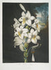 Il giglio bianco con foglie variegate - Robert John Thornton — vista dell’opera