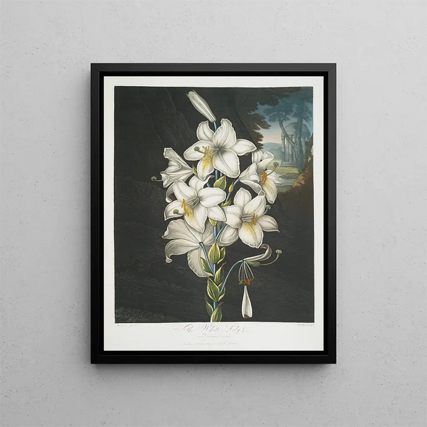Il giglio bianco con foglie variegate - Robert John Thornton — quadro incorniciato alla parete
