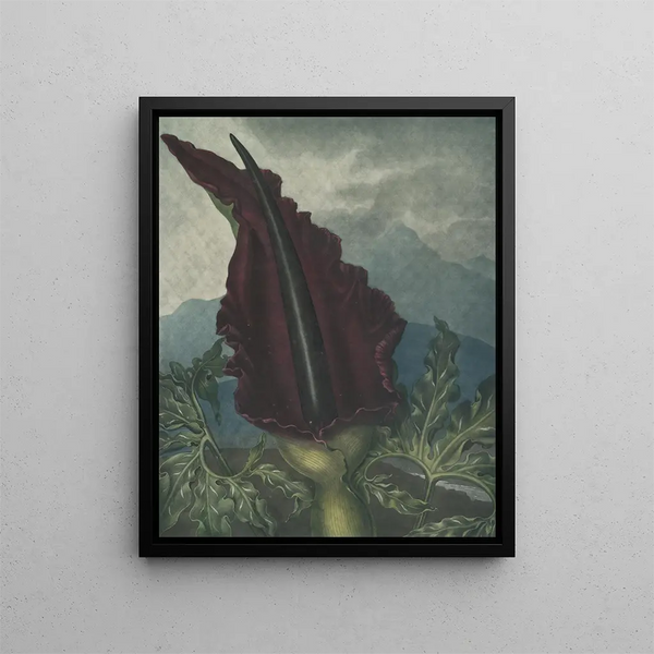 L'Arum dragon - Robert John Thornton — quadro incorniciato alla parete