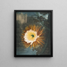 Le Cereus soufflant la nuit - Robert John Thornton — quadro incorniciato alla parete
