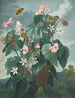 Il Begonia a foglie oblique - Robert John Thornton — vista dell’opera