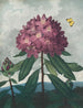 Le Rhododendron pontique - Robert John Thornton — vista dell’opera