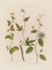 Tre specie di passiflore: la punteggiata, la sughero e quella dentellata - Robert John Thornton — vista dell’opera