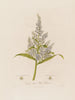 Veratrum album ou Hellébore blanc - Robert John Thornton — vista dell’opera