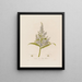Veratrum album ou Hellébore blanc - Robert John Thornton — quadro incorniciato alla parete