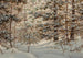 Pin d'hiver - Robert Melvin Decker — vista dell’opera
