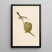 Le monde des oiseaux nord-américains pl07 - Robert Ridgway — quadro incorniciato alla parete