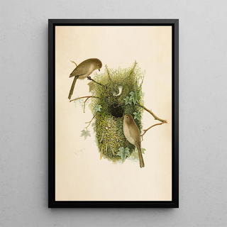 Robert Ridgway - Die Nordamerikanische Vogelwelt pl09.webp