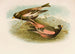 Le Monde des oiseaux nord-americains pl23 - Robert Ridgway — vista dell’opera