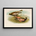 Le Monde des oiseaux nord-americains pl23 - Robert Ridgway — quadro incorniciato alla parete