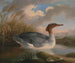 Un plongeur a testa rossa - Robert Wilkinson Padley — vista dell’opera