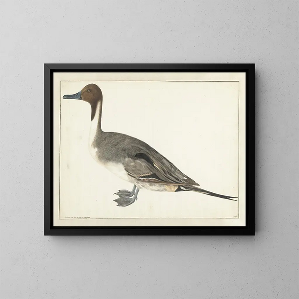 Cigno sibilante - Rochus van Veen — quadro incorniciato alla parete