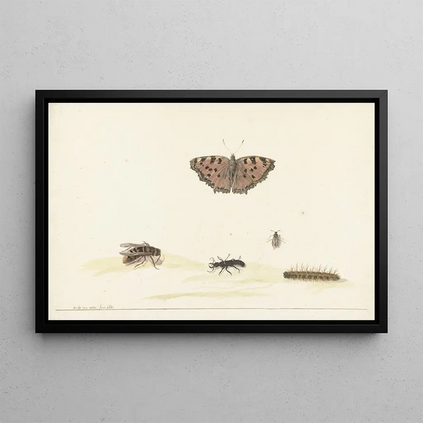 Rochus van Veen - Studieblad met verschillende insecten.webp