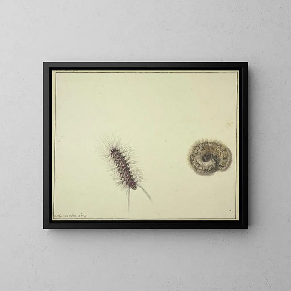 Due bruchi di fuoco - Rochus van Veen — quadro incorniciato alla parete