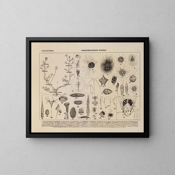 Atlas della fauna del Brasile Pl01 - Rodolpho von Ihering — quadro incorniciato alla parete