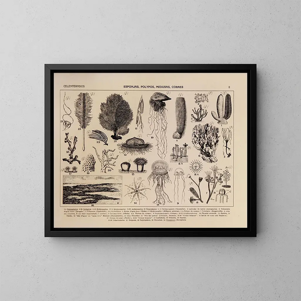 Atlas della fauna del Brasile Pl02 - Rodolpho von Ihering — quadro incorniciato alla parete