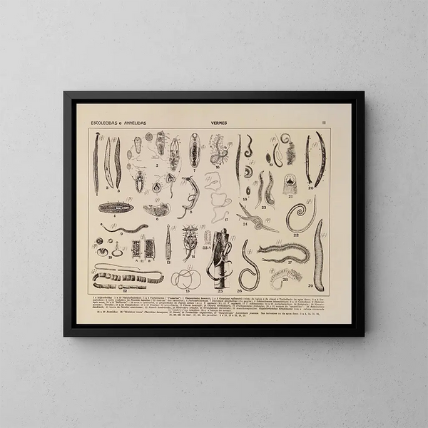 Atlas della fauna del Brasile Pl03 - Rodolpho von Ihering — quadro incorniciato alla parete