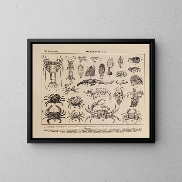 Atlas della fauna del Brasile Pl04 - Rodolpho von Ihering — quadro incorniciato alla parete